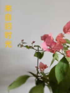 来自旧时光短剧
